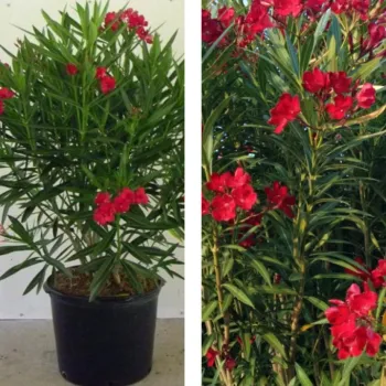 Leandru Tufă Roșu (ghiveci)