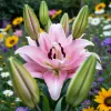 Crin Elodie – Roz (bulb)