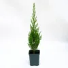 Chiparos Leylandii 70-80 cm