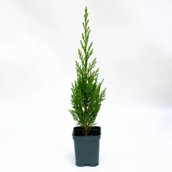 Chiparos Leylandii 70-80 cm