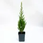 Chiparos Leylandii 70-80 cm