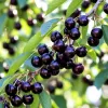 Cireș Durone Negru (Rădăcină Nudă)