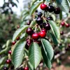 Cireș Durone Negru (Rădăcină Nudă)