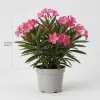 Leandru Tufa Roz(50-60 cm)