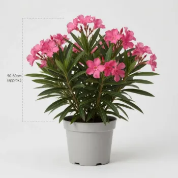 Leandru Tufa Roz(50-60 cm)
