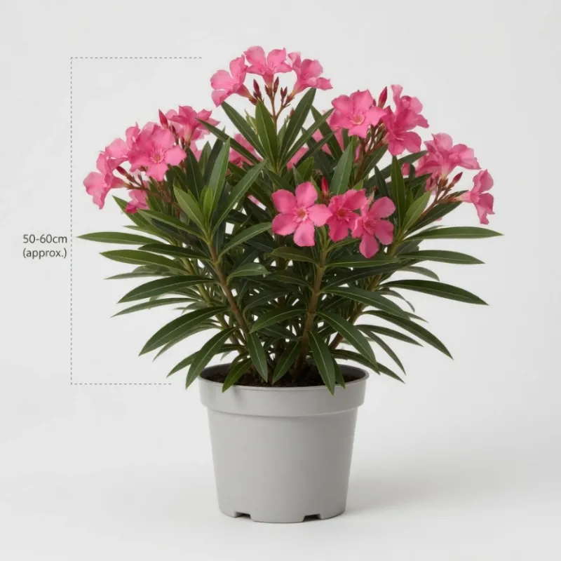 Leandru Tufa Roz(50-60 cm)