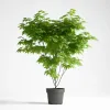 Arțar Japonez Verde