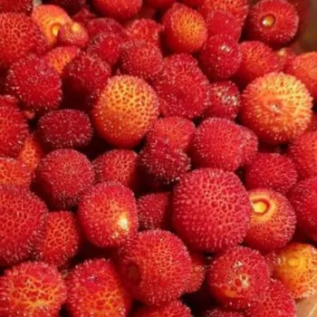 Arbore de căpșuni (Rădăcină Nudă)