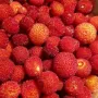 Arbore de căpșuni (Rădăcină Nudă)