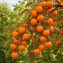 Kaki Rojo anul 2 (Rădăcină Nudă)
